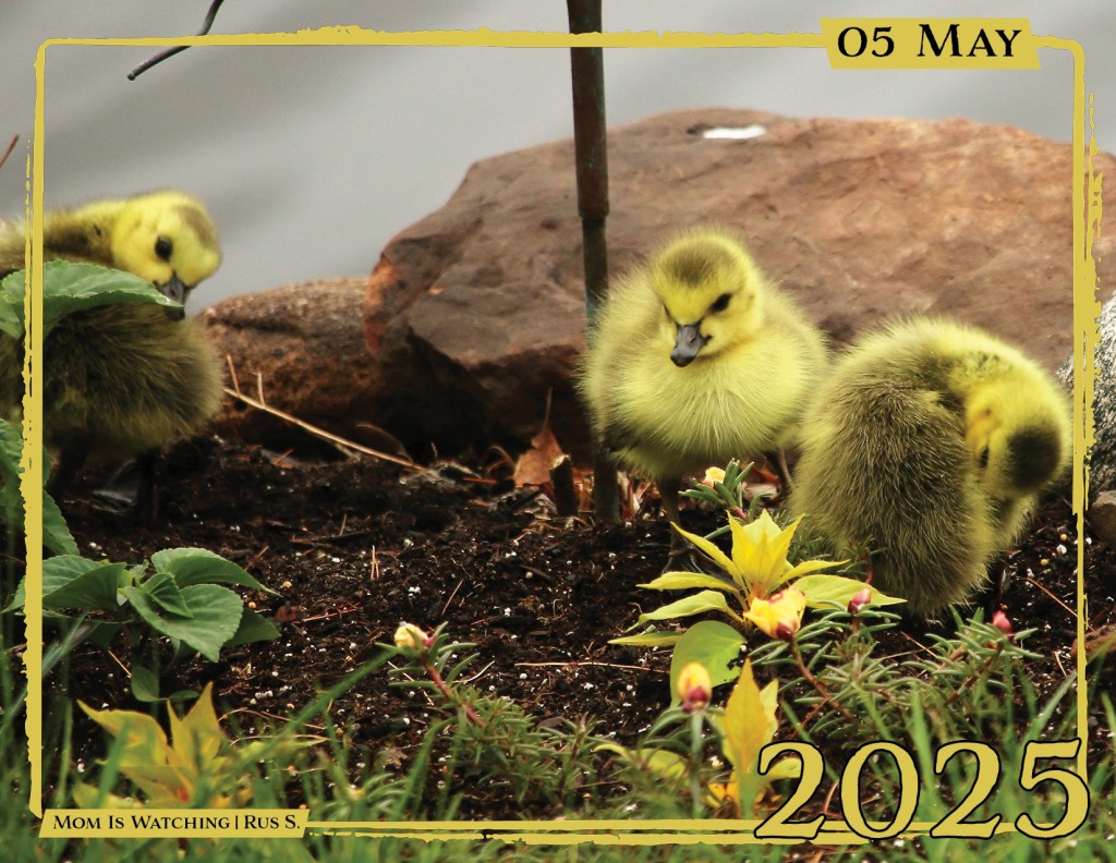 May - "Mom is Watching" by Rus S