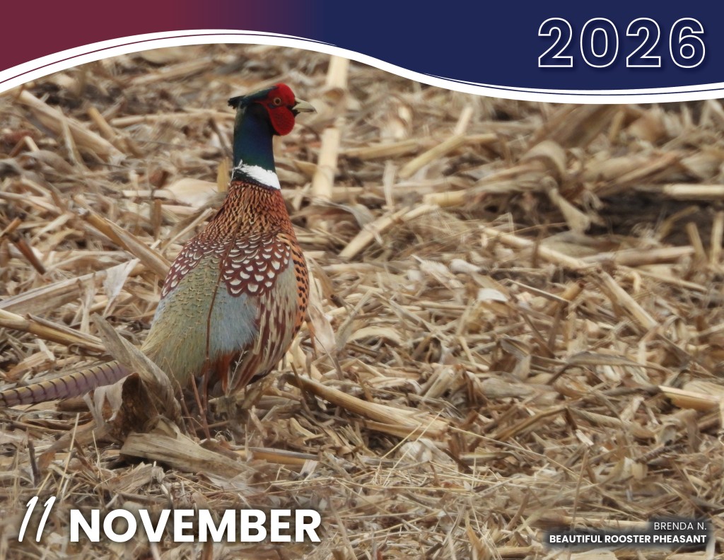 NOVEMBER 2026 - BEAUTIFUL ROOSTER PHEASANT | BRENDA N.