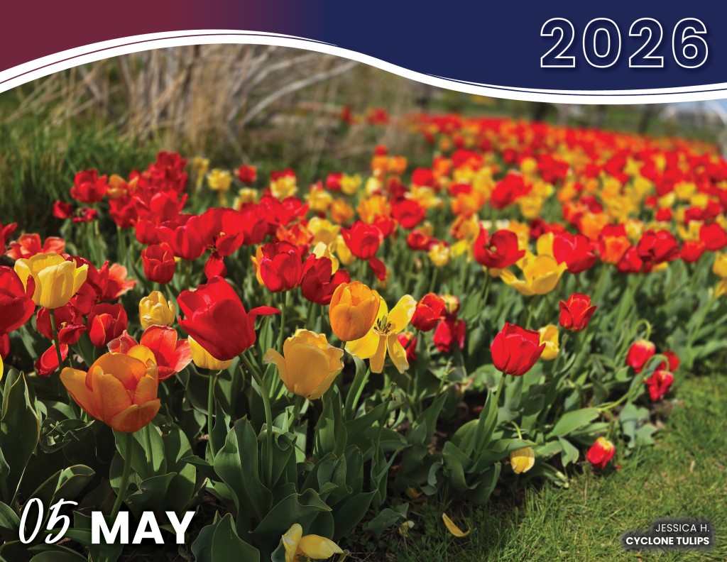 MAY 2026 - CYCLONE TULIPS | JESSICA H.