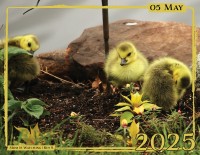 May - "Mom is Watching" by Rus S