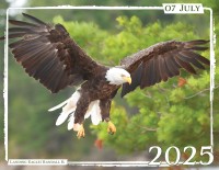 July - "Landing Eagle" by Randall B